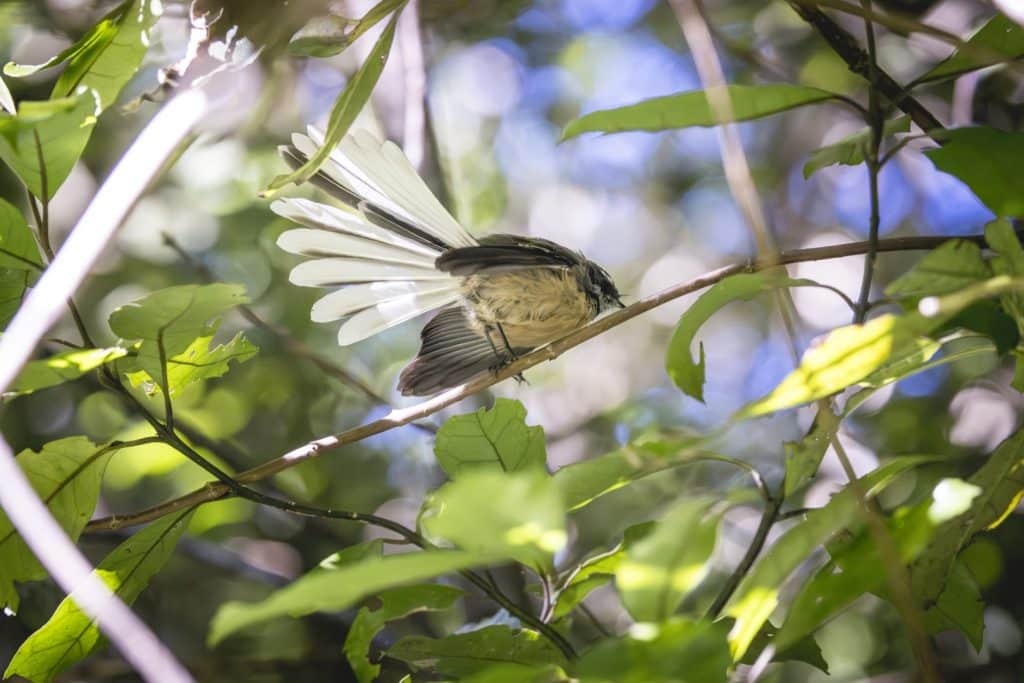 bird in a tree